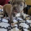 Pitbullpuppiesforsale photo 3