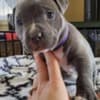 Pitbullpuppiesforsale photo 5