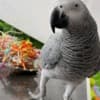 African grey parrots for adoption photo 1