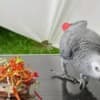 African grey parrots for adoption photo 2