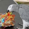 African grey parrots for adoption photo 3