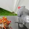 African grey parrots for adoption photo 4