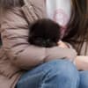 White POMERANIAN PUPPY photo 1