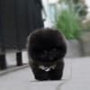 White POMERANIAN PUPPY photo 2