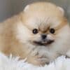 WELL TRAINED TEACUP POMERANIAN PUPPY photo 1