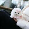 WELL TRAINED TEACUP POMERANIAN PUPPY photo 2