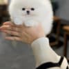 WELL TRAINED TEACUP POMERANIAN PUPPY photo 3