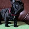 French Bulldog puppies photo 3