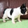 French Bulldog puppies photo 4