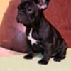 French Bulldog puppies photo 5