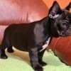 French Bulldog puppies photo 6