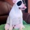 French Bulldog puppies photo 9