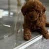 Toy and Mini Poodle puppies photo 2