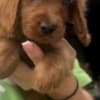 Cockapoo puppies for sale photo 3