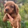 Cockapoo puppies for sale photo 4