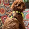 Toy Poodle Puppies for Sale photo 3