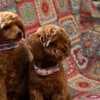 Toy Poodle Puppies for Sale photo 5