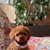 Toy Poodle Puppies for Sale photo 6