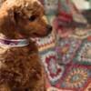 Toy Poodle Puppies for Sale photo 7