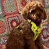 Toy Poodle Puppies for Sale photo 8