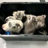 Pitbull puppies for sale photo 1