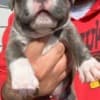 Pitbull puppies for sale photo 2