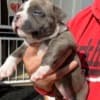 Pitbull puppies for sale photo 3