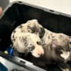 Pitbull puppies for sale photo 4