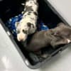 Pitbull puppies for sale photo 5
