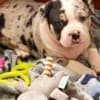 Pitbull puppies for sale photo 6