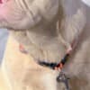French Bulldog Pink boy photo 1