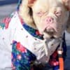 French Bulldog Pink boy photo 2