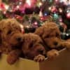 RED POODLES PREMIUM photo 1