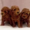 RED POODLES PREMIUM photo 2