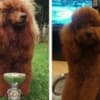 RED POODLES PREMIUM photo 4