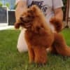 RED POODLES PREMIUM photo 6