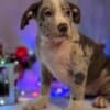 American bully puppies photo 1