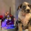 American bully puppies photo 2