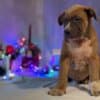 American bully puppies photo 3