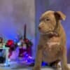 American bully puppies photo 4