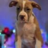 American bully puppies photo 5