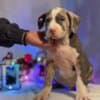 American bully puppies photo 6