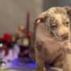 American bully puppies photo 7