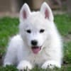 Siberian Husky male puppy photo 1