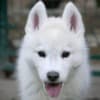 Siberian Husky male puppy photo 2