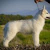 Siberian Husky male puppy photo 3