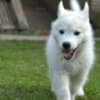 Siberian Husky male puppy photo 4
