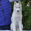 Siberian Husky male puppy photo 5