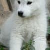 Siberian Husky male puppy photo 6