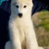 Siberian Husky male puppy photo 7